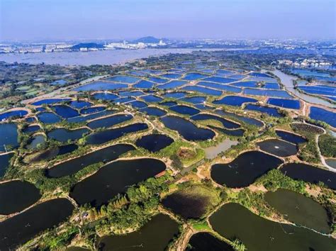 魚塘|桑基鱼塘